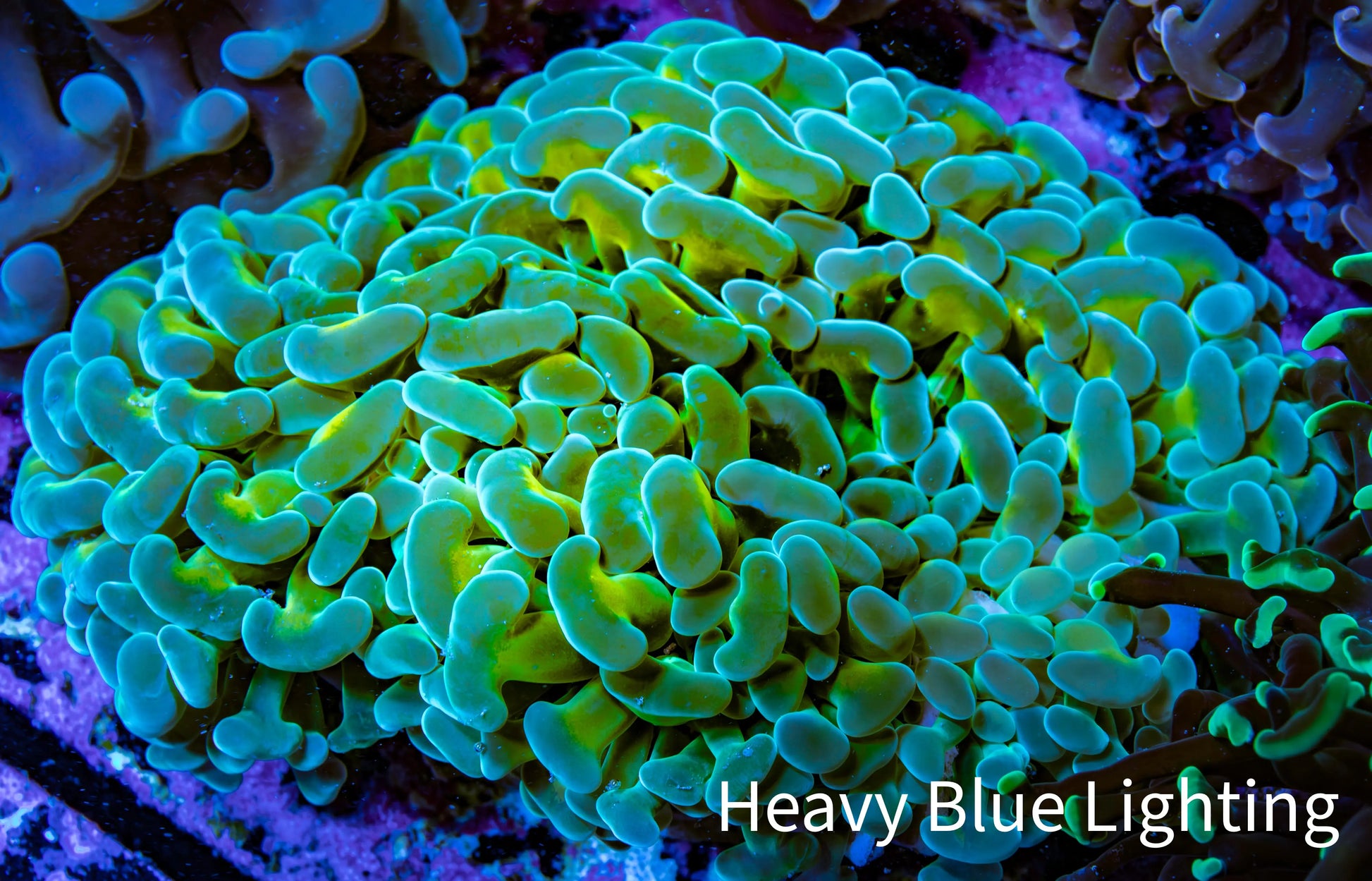 Ultra Hammer Coral -  WYSIWYG 10cm B1R6B1 Ultra Hammer Coral -  WYSIWYG 10cm B1R6B1 Aquarium Decor Ultra Hammer Coral -  WYSIWYG 10cm B1R6B1 Zeo Box Reef