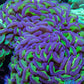 Ultra Hammer Coral -  WYSIWYG 10cm B23R6B1 Ultra Hammer Coral -  WYSIWYG 10cm B23R6B1 Aquarium Decor Ultra Hammer Coral -  WYSIWYG 10cm B23R6B1 Zeo Box Reef
