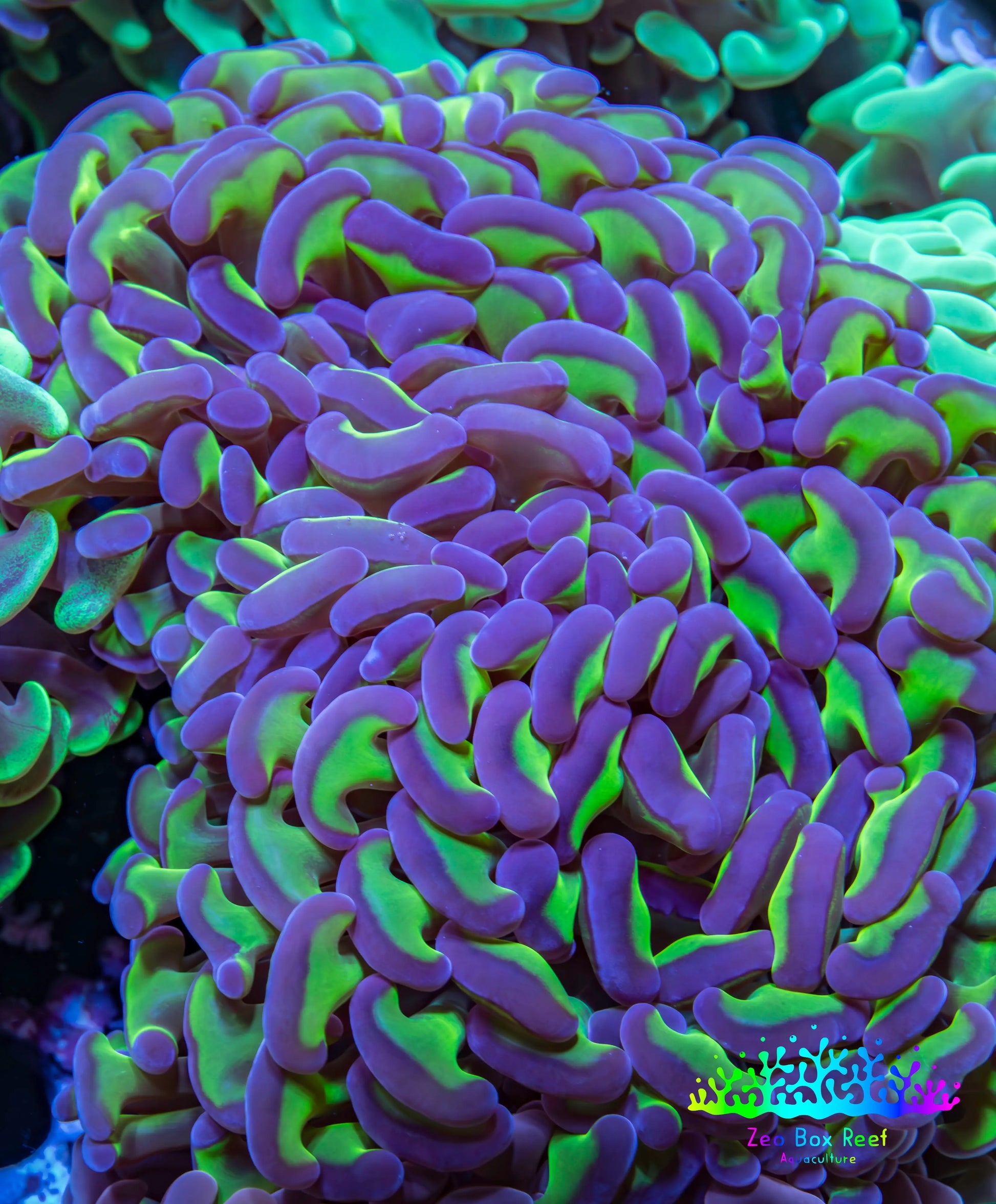 Ultra Hammer Coral -  WYSIWYG 10cm B23R6B1 Ultra Hammer Coral -  WYSIWYG 10cm B23R6B1 Aquarium Decor Ultra Hammer Coral -  WYSIWYG 10cm B23R6B1 Zeo Box Reef
