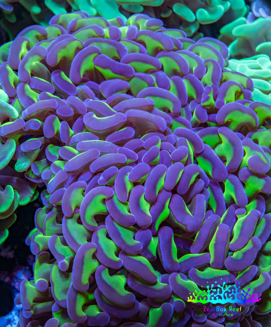 Ultra Hammer Coral -  WYSIWYG 10cm B23R6B1 Ultra Hammer Coral -  WYSIWYG 10cm B23R6B1 Aquarium Decor Ultra Hammer Coral -  WYSIWYG 10cm B23R6B1 Zeo Box Reef