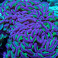 Ultra Hammer Coral -  WYSIWYG 10cm B23R6B1 Ultra Hammer Coral -  WYSIWYG 10cm B23R6B1 Aquarium Decor Ultra Hammer Coral -  WYSIWYG 10cm B23R6B1 Zeo Box Reef