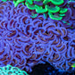 Ultra Hammer Coral -  WYSIWYG 10cm B4R6B1 Ultra Hammer Coral -  WYSIWYG 10cm B4R6B1 Aquarium Decor Ultra Hammer Coral -  WYSIWYG 10cm B4R6B1 Zeo Box Reef