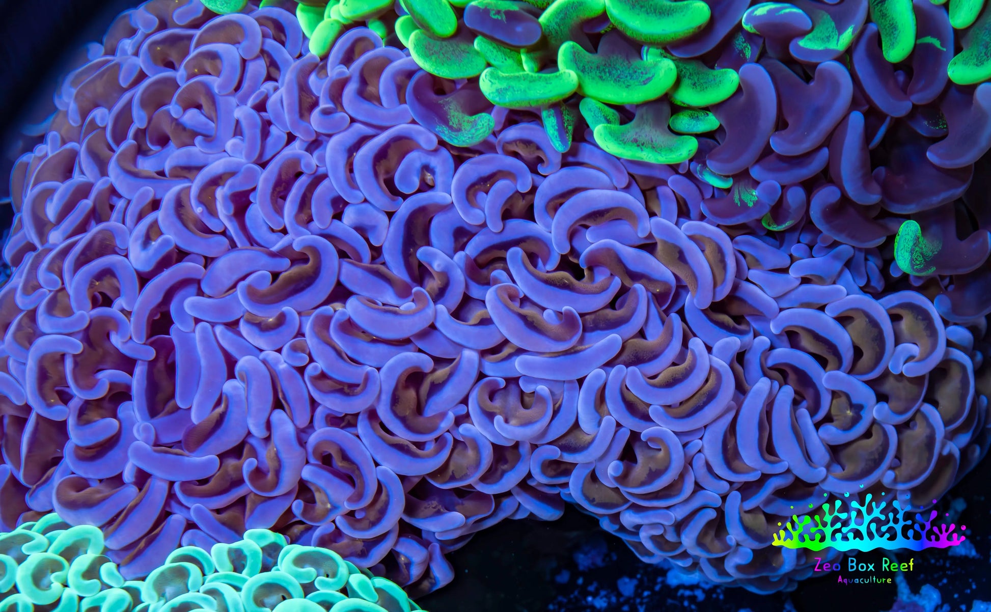 Ultra Hammer Coral -  WYSIWYG 10cm B4R6B1 Ultra Hammer Coral -  WYSIWYG 10cm B4R6B1 Aquarium Decor Ultra Hammer Coral -  WYSIWYG 10cm B4R6B1 Zeo Box Reef