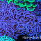 Ultra Hammer Coral -  WYSIWYG 10cm B4R6B1 Ultra Hammer Coral -  WYSIWYG 10cm B4R6B1 Aquarium Decor Ultra Hammer Coral -  WYSIWYG 10cm B4R6B1 Zeo Box Reef