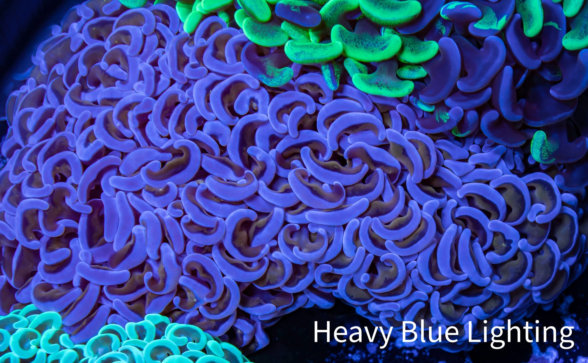 Ultra Hammer Coral -  WYSIWYG 10cm B4R6B1 Ultra Hammer Coral -  WYSIWYG 10cm B4R6B1 Aquarium Decor Ultra Hammer Coral -  WYSIWYG 10cm B4R6B1 Zeo Box Reef