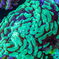 Ultra Hammer Coral -  WYSIWYG 10cm BR6B1 Ultra Hammer Coral -  WYSIWYG 10cm BR6B1 Aquarium Decor Ultra Hammer Coral -  WYSIWYG 10cm BR6B1 Zeo Box Reef