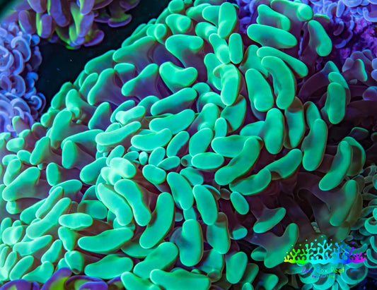 Ultra Hammer Coral -  WYSIWYG 10cm BR6B1 Ultra Hammer Coral -  WYSIWYG 10cm BR6B1 Aquarium Decor Ultra Hammer Coral -  WYSIWYG 10cm BR6B1 Zeo Box Reef