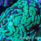 Ultra Hammer Coral -  WYSIWYG 10cm BR6B1 Ultra Hammer Coral -  WYSIWYG 10cm BR6B1 Aquarium Decor Ultra Hammer Coral -  WYSIWYG 10cm BR6B1 Zeo Box Reef