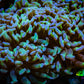 Ultra Hammer Coral WYSIWYG 10cm C2R6B1 Ultra Hammer Coral WYSIWYG 10cm C2R6B1 Aquarium Decor Ultra Hammer Coral WYSIWYG 10cm C2R6B1 Zeo Box Reef