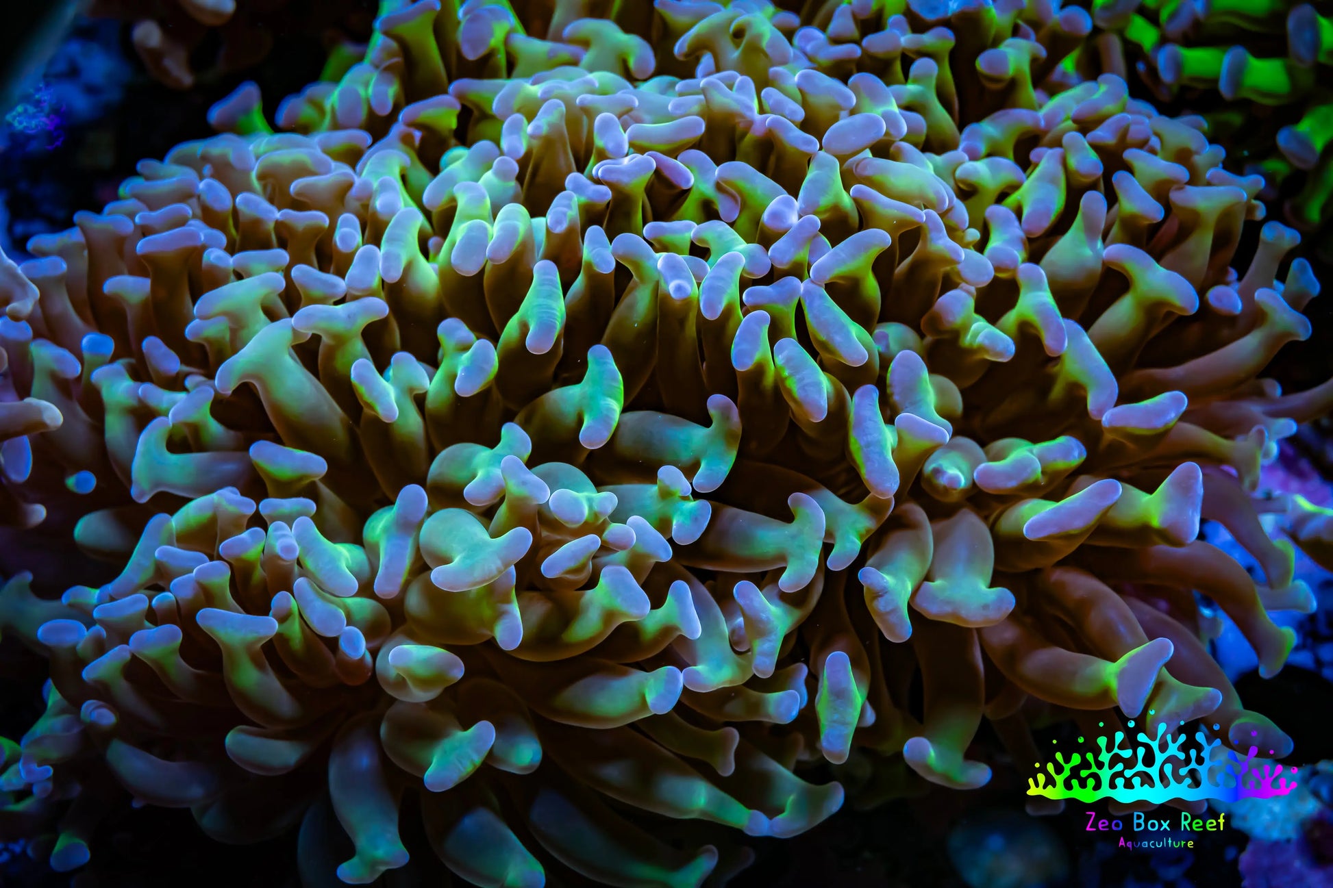 Ultra Hammer Coral WYSIWYG 10cm C2R6B1 Ultra Hammer Coral WYSIWYG 10cm C2R6B1 Aquarium Decor Ultra Hammer Coral WYSIWYG 10cm C2R6B1 Zeo Box Reef