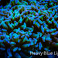 Ultra Hammer Coral WYSIWYG 10cm C2R6B1 Ultra Hammer Coral WYSIWYG 10cm C2R6B1 Aquarium Decor Ultra Hammer Coral WYSIWYG 10cm C2R6B1 Zeo Box Reef
