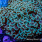 Ultra Hammer Coral WYSIWYG 10cm C3R5B1 Ultra Hammer Coral WYSIWYG 10cm C3R5B1 Aquarium Decor Ultra Hammer Coral WYSIWYG 10cm C3R5B1 Zeo Box Reef