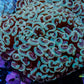 Ultra Hammer Coral WYSIWYG 10cm C3R5B1 Ultra Hammer Coral WYSIWYG 10cm C3R5B1 Aquarium Decor Ultra Hammer Coral WYSIWYG 10cm C3R5B1 Zeo Box Reef