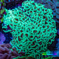 Ultra Hammer Coral -  WYSIWYG 10cm C3R6B1 Ultra Hammer Coral -  WYSIWYG 10cm C3R6B1 Aquarium Decor Ultra Hammer Coral -  WYSIWYG 10cm C3R6B1 Zeo Box Reef