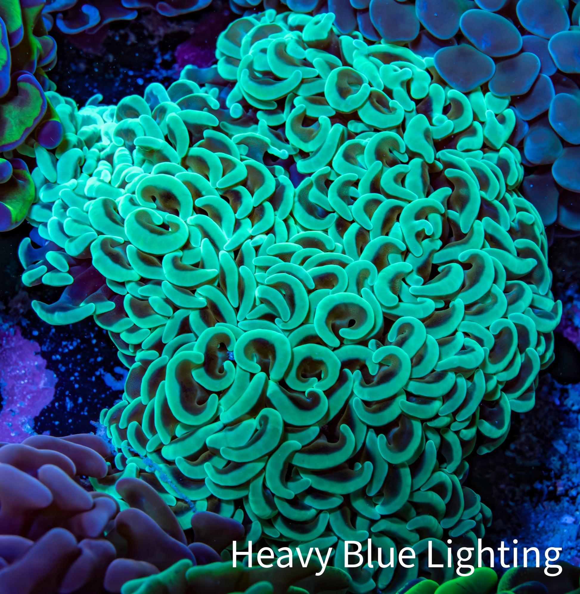 Ultra Hammer Coral -  WYSIWYG 10cm C3R6B1 Ultra Hammer Coral -  WYSIWYG 10cm C3R6B1 Aquarium Decor Ultra Hammer Coral -  WYSIWYG 10cm C3R6B1 Zeo Box Reef