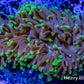 Ultra Hammer Coral WYSIWYG 10cm D4R6B1 Ultra Hammer Coral WYSIWYG 10cm D4R6B1 Aquarium Decor Ultra Hammer Coral WYSIWYG 10cm D4R6B1 Zeo Box Reef