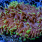 Ultra Hammer Coral WYSIWYG 10cm D4R6B1 Ultra Hammer Coral WYSIWYG 10cm D4R6B1 Aquarium Decor Ultra Hammer Coral WYSIWYG 10cm D4R6B1 Zeo Box Reef