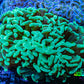 Ultra Hammer Coral -  WYSIWYG 10cm F1R6B1 Ultra Hammer Coral -  WYSIWYG 10cm F1R6B1 Aquarium Decor Ultra Hammer Coral -  WYSIWYG 10cm F1R6B1 Zeo Box Reef