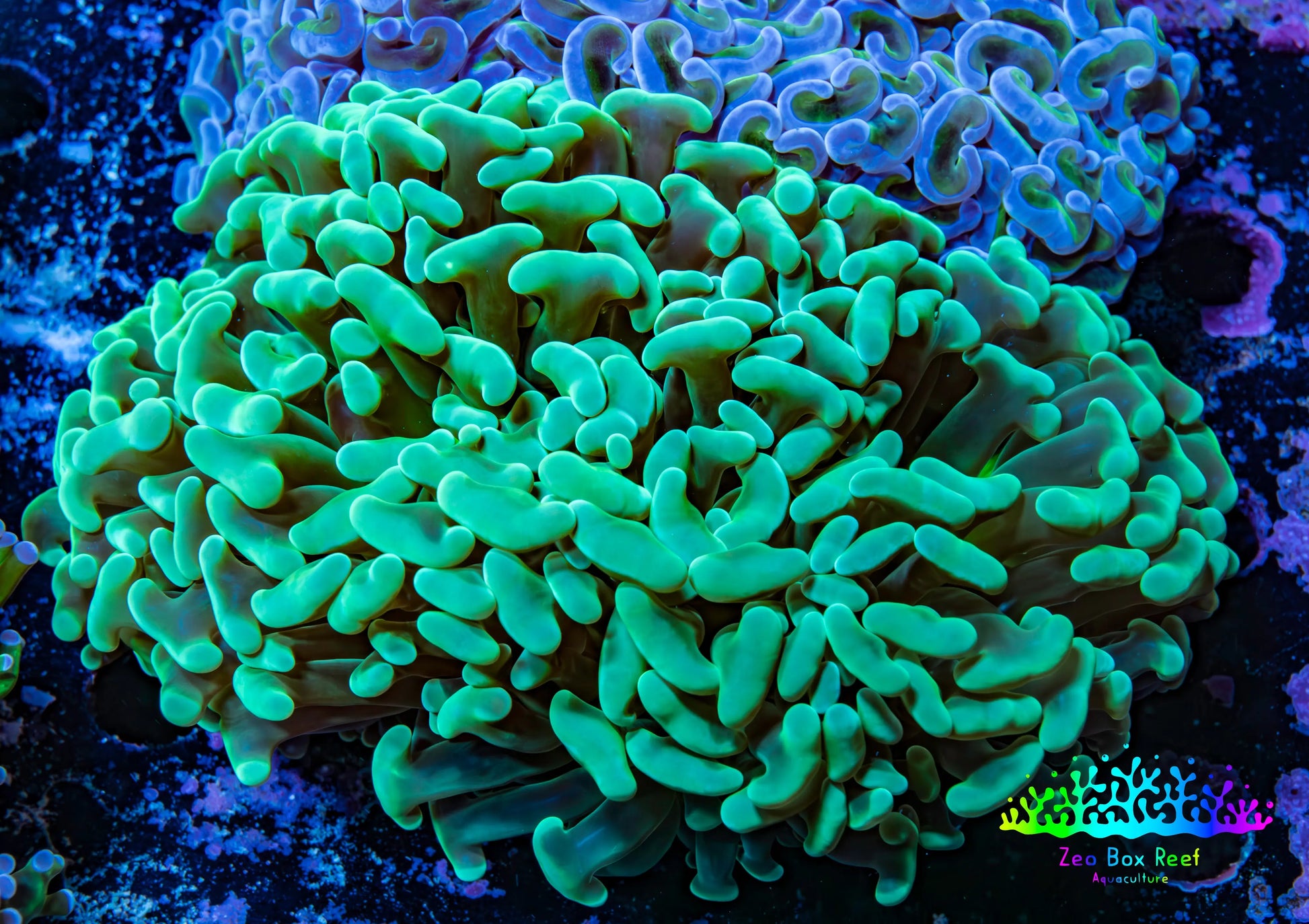 Ultra Hammer Coral -  WYSIWYG 10cm F1R6B1 Ultra Hammer Coral -  WYSIWYG 10cm F1R6B1 Aquarium Decor Ultra Hammer Coral -  WYSIWYG 10cm F1R6B1 Zeo Box Reef