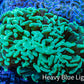 Ultra Hammer Coral -  WYSIWYG 10cm F1R6B1 Ultra Hammer Coral -  WYSIWYG 10cm F1R6B1 Aquarium Decor Ultra Hammer Coral -  WYSIWYG 10cm F1R6B1 Zeo Box Reef