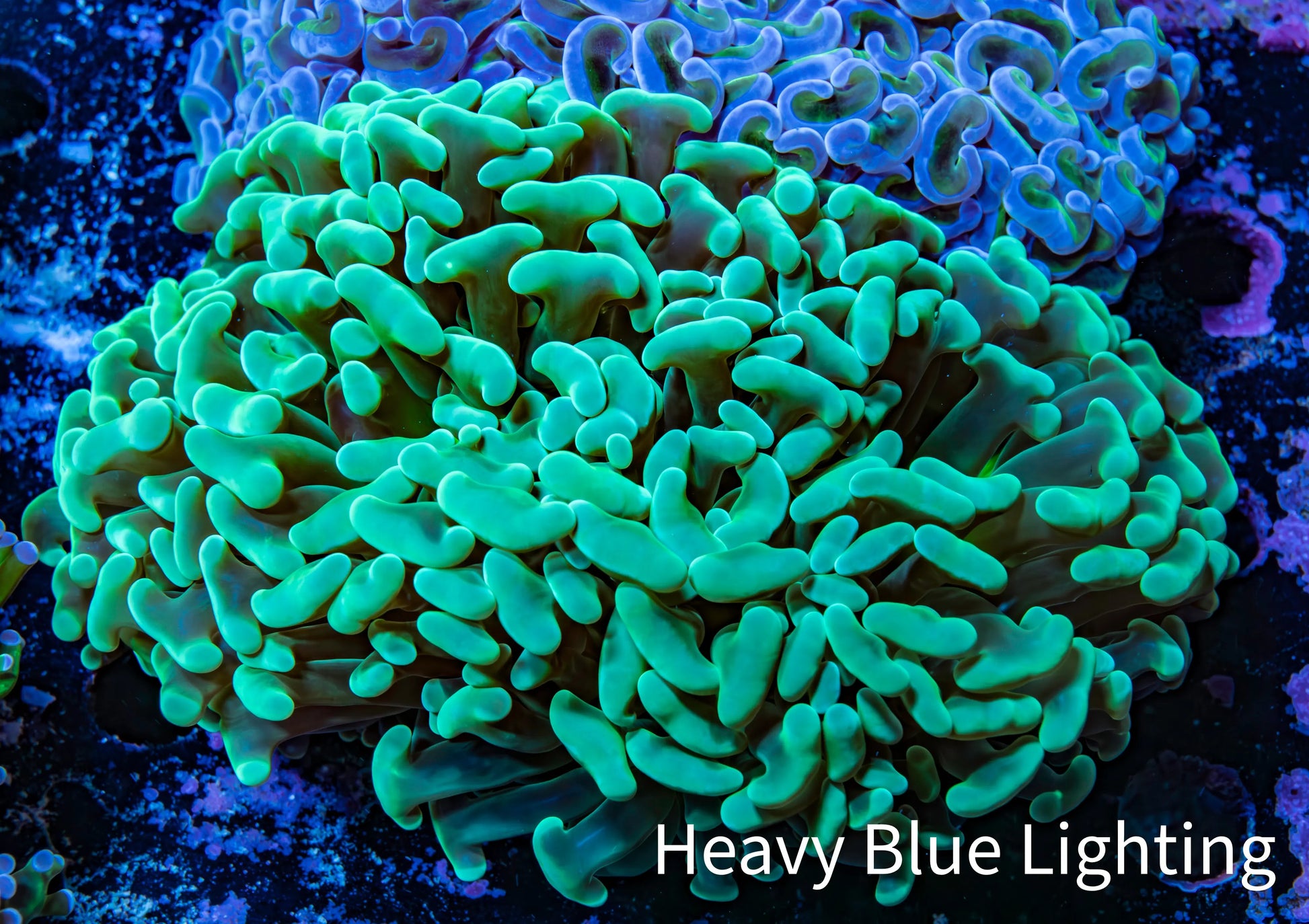 Ultra Hammer Coral -  WYSIWYG 10cm F1R6B1 Ultra Hammer Coral -  WYSIWYG 10cm F1R6B1 Aquarium Decor Ultra Hammer Coral -  WYSIWYG 10cm F1R6B1 Zeo Box Reef