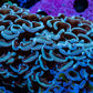 Ultra Hammer Coral -  WYSIWYG 10cm F2R6B1 Ultra Hammer Coral -  WYSIWYG 10cm F2R6B1 Aquarium Decor Ultra Hammer Coral -  WYSIWYG 10cm F2R6B1 Zeo Box Reef