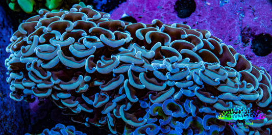 Ultra Hammer Coral -  WYSIWYG 10cm F2R6B1 Ultra Hammer Coral -  WYSIWYG 10cm F2R6B1 Aquarium Decor Ultra Hammer Coral -  WYSIWYG 10cm F2R6B1 Zeo Box Reef