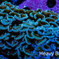 Ultra Hammer Coral -  WYSIWYG 10cm F2R6B1 Ultra Hammer Coral -  WYSIWYG 10cm F2R6B1 Aquarium Decor Ultra Hammer Coral -  WYSIWYG 10cm F2R6B1 Zeo Box Reef