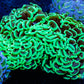 Ultra Hammer Coral WYSIWYG 10cm Ultra Hammer Coral WYSIWYG 10cm Aquarium Decor Ultra Hammer Coral WYSIWYG 10cm Zeo Box Reef