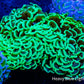Ultra Hammer Coral WYSIWYG 10cm Ultra Hammer Coral WYSIWYG 10cm Aquarium Decor Ultra Hammer Coral WYSIWYG 10cm Zeo Box Reef