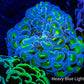Ultra Hammer Coral WYSIWYG 10cm Ultra Hammer Coral WYSIWYG 10cm Aquarium Decor Ultra Hammer Coral WYSIWYG 10cm Zeo Box Reef