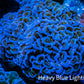 Ultra Hammer Coral -  WYSIWYG 10cm Ultra Hammer Coral -  WYSIWYG 10cm Aquarium Decor Ultra Hammer Coral -  WYSIWYG 10cm Zeo Box Reef