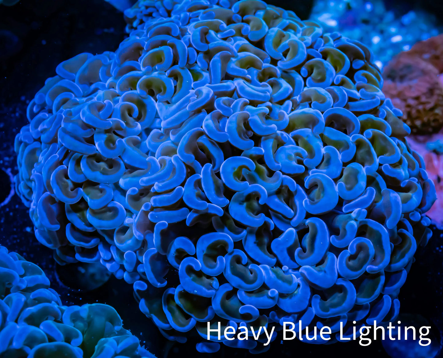 Ultra Hammer Coral -  WYSIWYG 10cm Ultra Hammer Coral -  WYSIWYG 10cm Aquarium Decor Ultra Hammer Coral -  WYSIWYG 10cm Zeo Box Reef