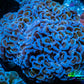 Ultra Hammer Coral -  WYSIWYG 10cm Ultra Hammer Coral -  WYSIWYG 10cm Aquarium Decor Ultra Hammer Coral -  WYSIWYG 10cm Zeo Box Reef