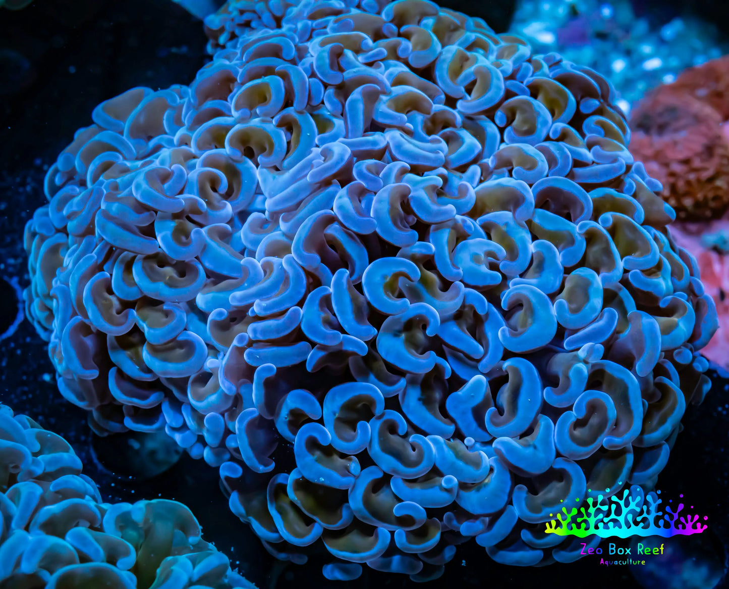 Ultra Hammer Coral -  WYSIWYG 10cm Ultra Hammer Coral -  WYSIWYG 10cm Aquarium Decor Ultra Hammer Coral -  WYSIWYG 10cm Zeo Box Reef