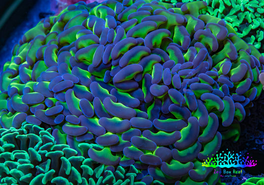 Ultra Hammer Coral -  WYSIWYG 11cm A2R5B1 Ultra Hammer Coral -  WYSIWYG 11cm A2R5B1 Aquarium Decor Ultra Hammer Coral -  WYSIWYG 11cm A2R5B1 Zeo Box Reef