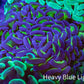Ultra Hammer Coral -  WYSIWYG 11cm A2R6B1 Ultra Hammer Coral -  WYSIWYG 11cm A2R6B1 Aquarium Decor Ultra Hammer Coral -  WYSIWYG 11cm A2R6B1 Zeo Box Reef