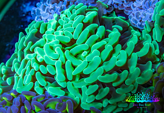 Ultra Hammer Coral -  WYSIWYG 11cm A3R6B1 Ultra Hammer Coral -  WYSIWYG 11cm A3R6B1 Aquarium Decor Ultra Hammer Coral -  WYSIWYG 11cm A3R6B1 Zeo Box Reef