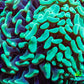 Ultra Hammer Coral -  WYSIWYG 11cm A3R6B1 Ultra Hammer Coral -  WYSIWYG 11cm A3R6B1 Aquarium Decor Ultra Hammer Coral -  WYSIWYG 11cm A3R6B1 Zeo Box Reef