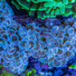 Ultra Hammer Coral -  WYSIWYG 11cm A4R6B1 Ultra Hammer Coral -  WYSIWYG 11cm A4R6B1 Aquarium Decor Ultra Hammer Coral -  WYSIWYG 11cm A4R6B1 Zeo Box Reef
