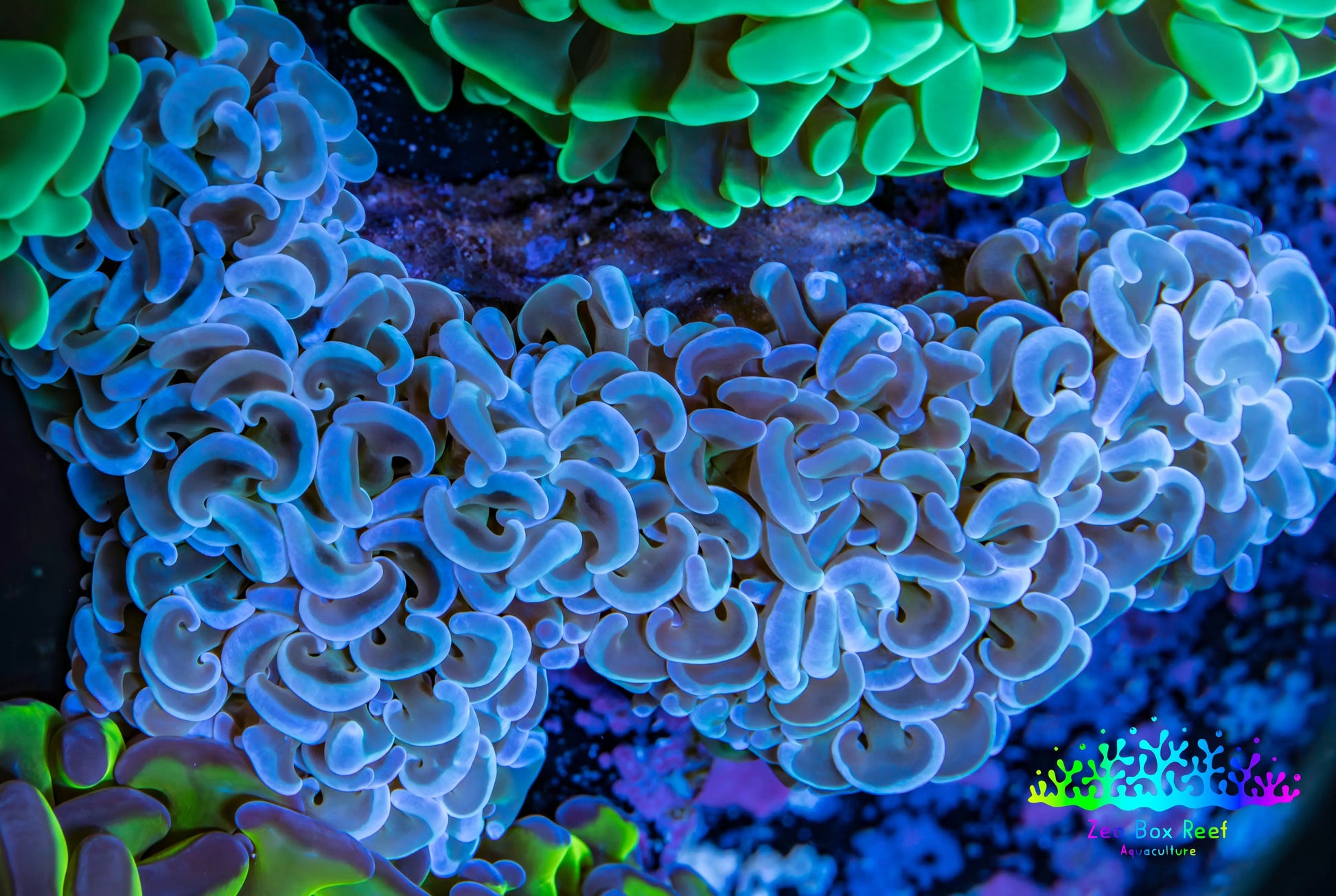 Ultra Hammer Coral -  WYSIWYG 11cm A4R6B1 Ultra Hammer Coral -  WYSIWYG 11cm A4R6B1 Aquarium Decor Ultra Hammer Coral -  WYSIWYG 11cm A4R6B1 Zeo Box Reef