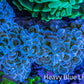 Ultra Hammer Coral -  WYSIWYG 11cm A4R6B1 Ultra Hammer Coral -  WYSIWYG 11cm A4R6B1 Aquarium Decor Ultra Hammer Coral -  WYSIWYG 11cm A4R6B1 Zeo Box Reef