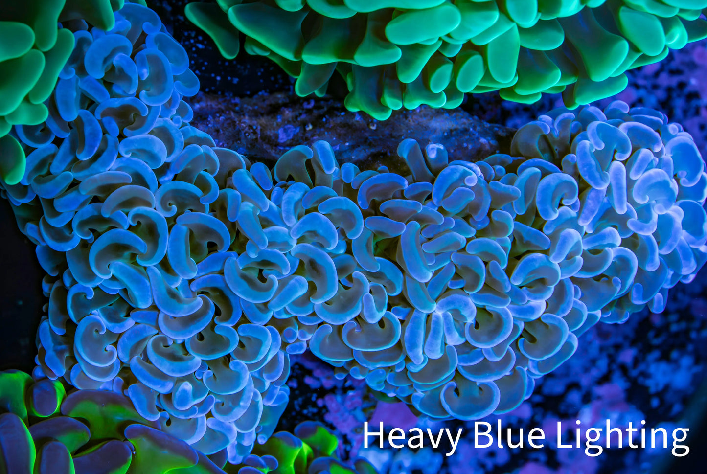 Ultra Hammer Coral -  WYSIWYG 11cm A4R6B1 Ultra Hammer Coral -  WYSIWYG 11cm A4R6B1 Aquarium Decor Ultra Hammer Coral -  WYSIWYG 11cm A4R6B1 Zeo Box Reef
