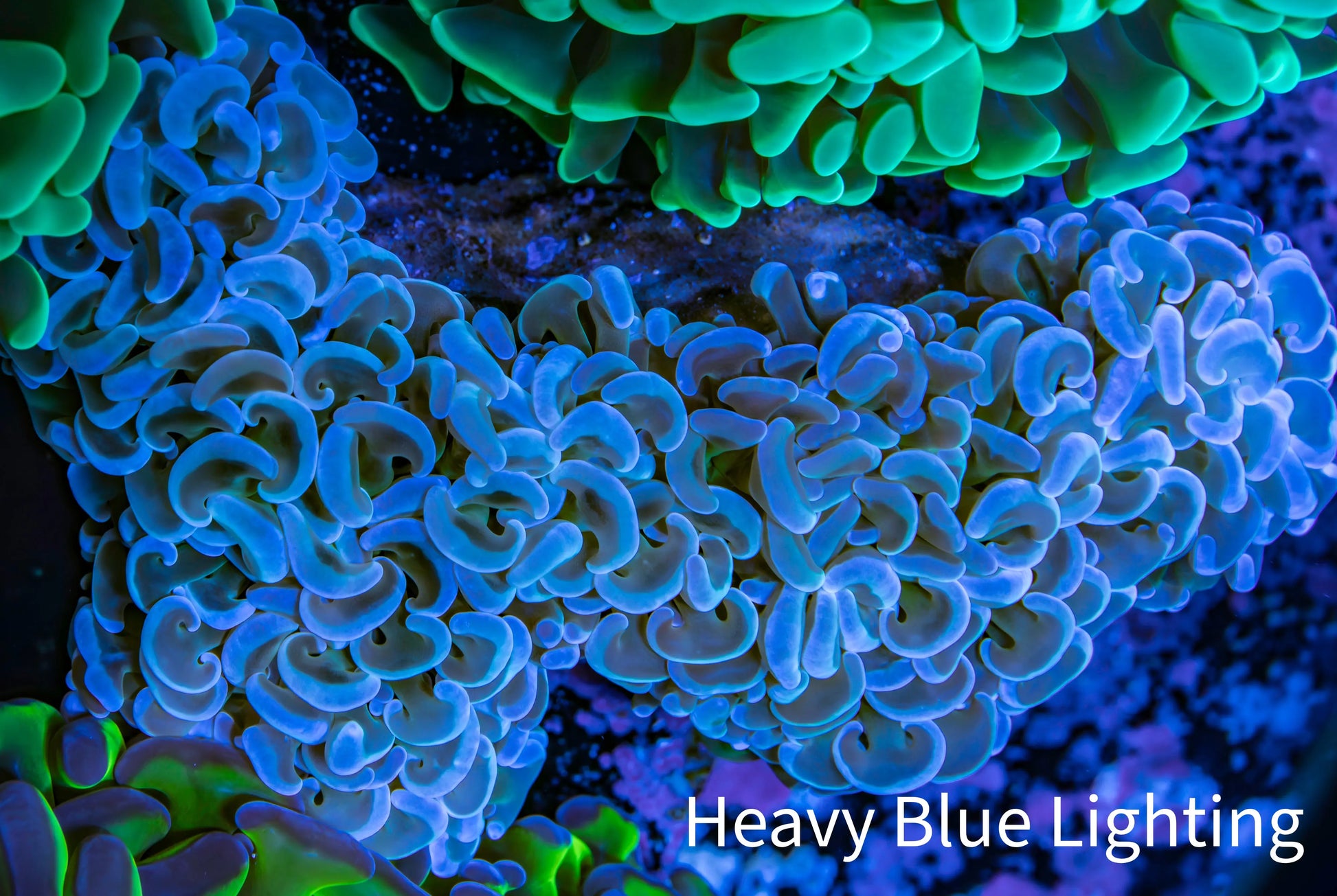 Ultra Hammer Coral -  WYSIWYG 11cm A4R6B1 Ultra Hammer Coral -  WYSIWYG 11cm A4R6B1 Aquarium Decor Ultra Hammer Coral -  WYSIWYG 11cm A4R6B1 Zeo Box Reef