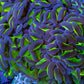 Ultra Hammer Coral -  WYSIWYG 11cm A5R6B1 Ultra Hammer Coral -  WYSIWYG 11cm A5R6B1 Aquarium Decor Ultra Hammer Coral -  WYSIWYG 11cm A5R6B1 Zeo Box Reef