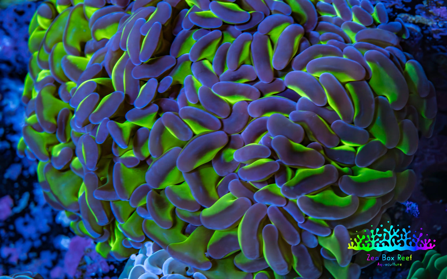 Ultra Hammer Coral -  WYSIWYG 11cm A5R6B1 Ultra Hammer Coral -  WYSIWYG 11cm A5R6B1 Aquarium Decor Ultra Hammer Coral -  WYSIWYG 11cm A5R6B1 Zeo Box Reef