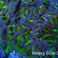 Ultra Hammer Coral -  WYSIWYG 11cm A5R6B1 Ultra Hammer Coral -  WYSIWYG 11cm A5R6B1 Aquarium Decor Ultra Hammer Coral -  WYSIWYG 11cm A5R6B1 Zeo Box Reef