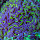 Ultra Hammer Coral -  WYSIWYG 12cm B1R6B1 Ultra Hammer Coral -  WYSIWYG 12cm B1R6B1 Aquarium Decor Ultra Hammer Coral -  WYSIWYG 12cm B1R6B1 Zeo Box Reef
