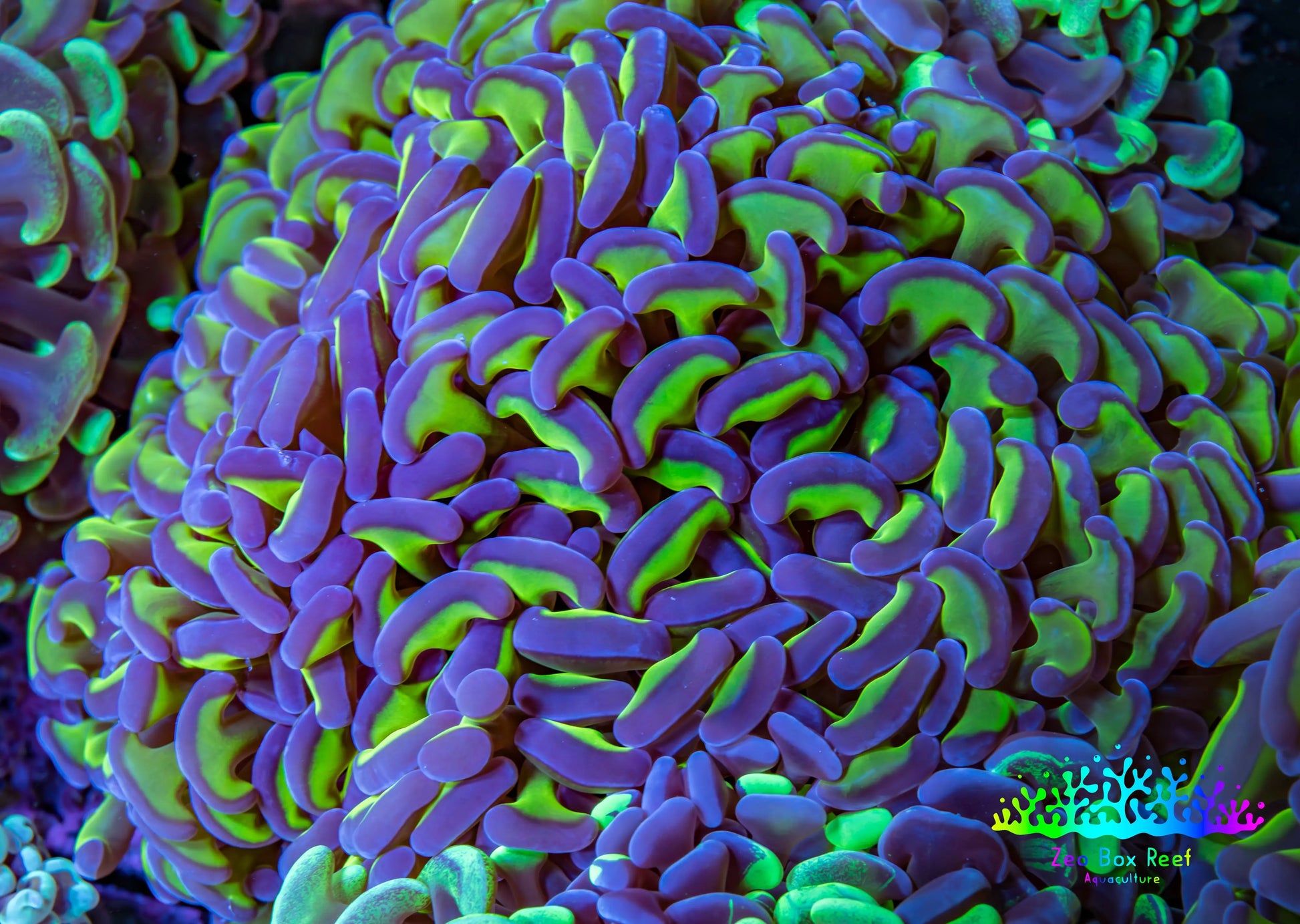 Ultra Hammer Coral -  WYSIWYG 12cm B1R6B1 Ultra Hammer Coral -  WYSIWYG 12cm B1R6B1 Aquarium Decor Ultra Hammer Coral -  WYSIWYG 12cm B1R6B1 Zeo Box Reef