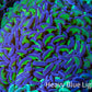 Ultra Hammer Coral -  WYSIWYG 12cm B1R6B1 Ultra Hammer Coral -  WYSIWYG 12cm B1R6B1 Aquarium Decor Ultra Hammer Coral -  WYSIWYG 12cm B1R6B1 Zeo Box Reef